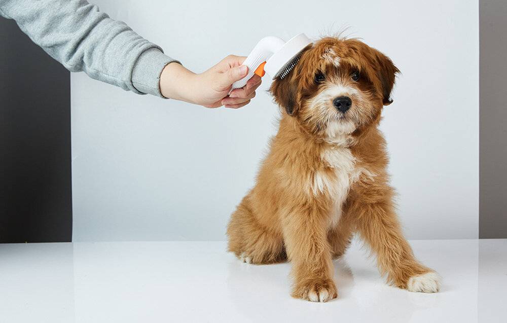 Pflegebürste für Hunde und Katzen Petkit