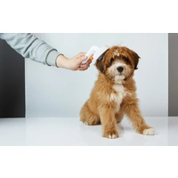 Pflegebürste für Hunde und Katzen Petkit Pflegebürste für Hunde und Katzen Petkit