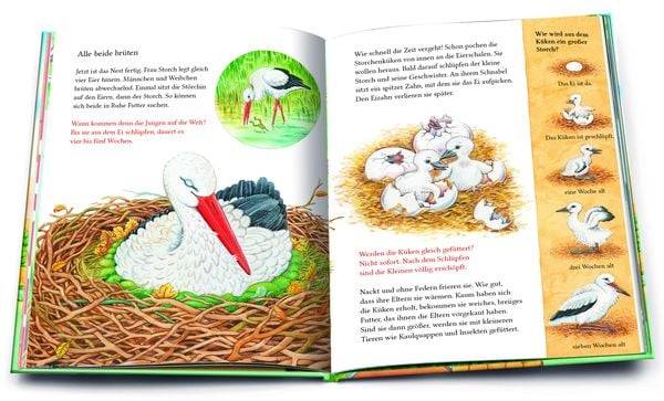 Ein kleiner Storch wird groß. Eine Geschichte mit vielen Sachinformationen