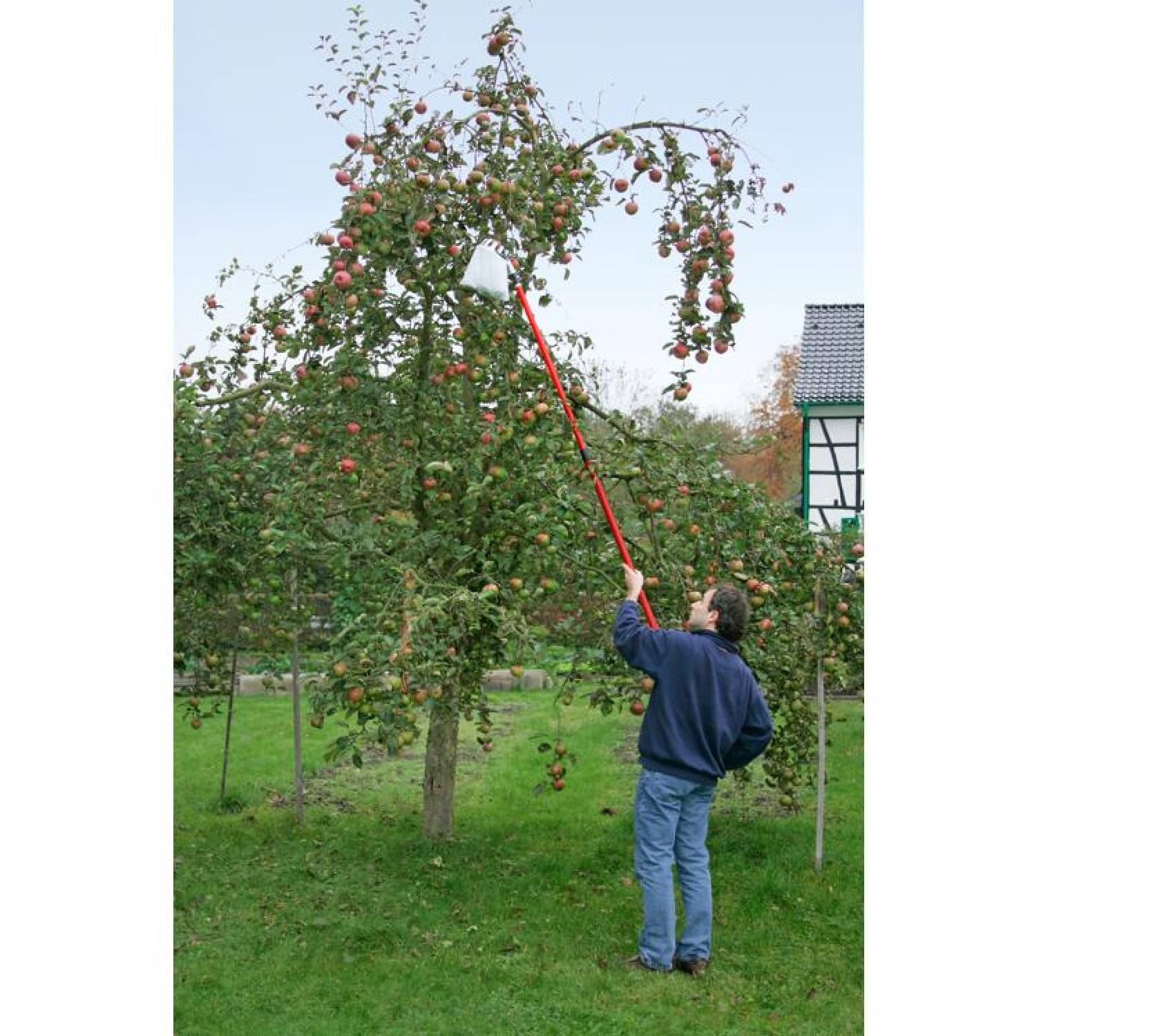 Meister Obstpflücker mit Teleskopstiel Telekopstange Teleskop Stiel Stange 3 m Meter