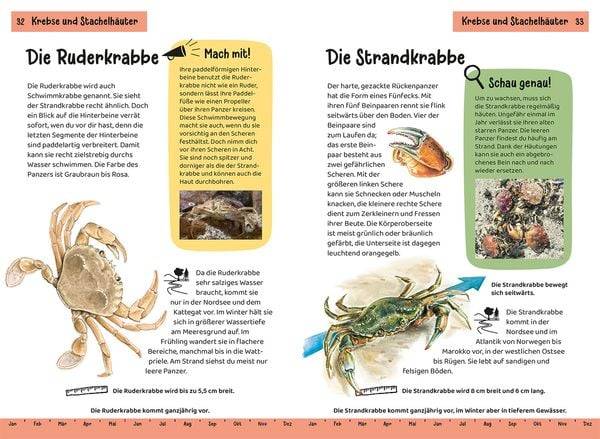 Was lebt an Strand und Küste? Kindernaturführer