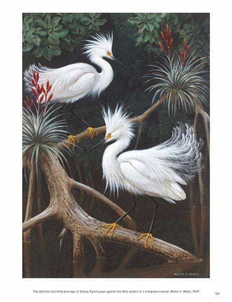 National Geographic Die Schönheit der Vögel