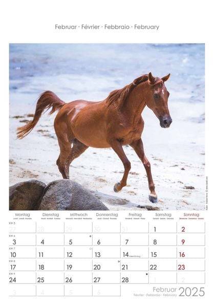 Pferde 2025 - Bildkalender 23,7x34 cm - Kalender mit Platz für Notizen - mit vielen Zusatzinformationen - Horses - Wandkalender - Alpha Edition