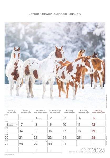 Pferde 2025 - Bildkalender 23,7x34 cm - Kalender mit Platz für Notizen - mit vielen Zusatzinformationen - Horses - Wandkalender - Alpha Edition