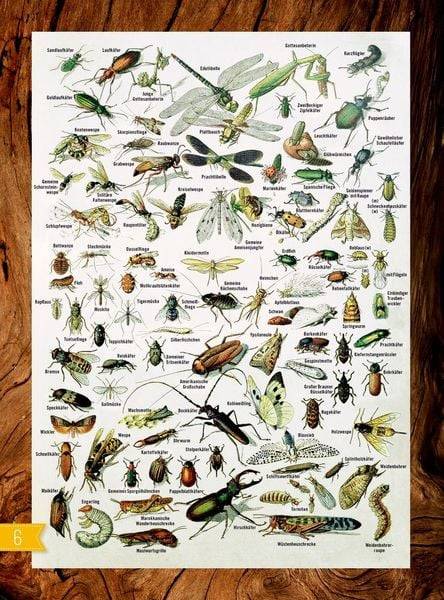 Insekten & Co.