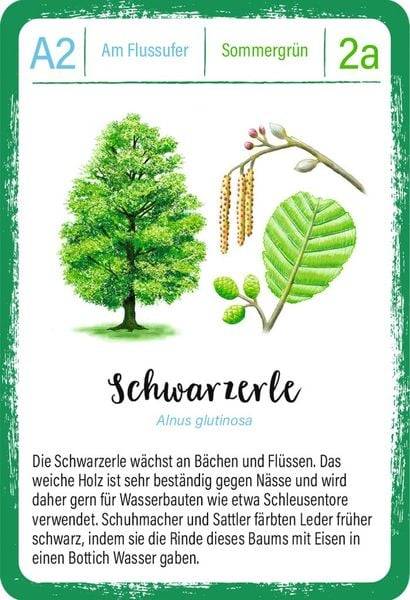 Expedition Natur Quartett Bäume