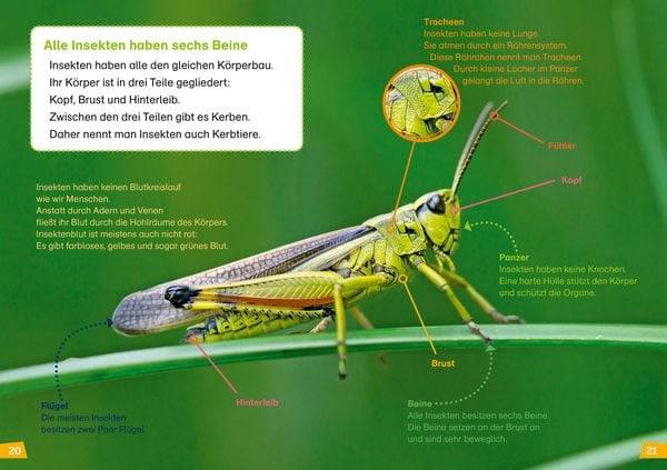 WAS IST WAS Erstes Lesen Band 11. Insekten