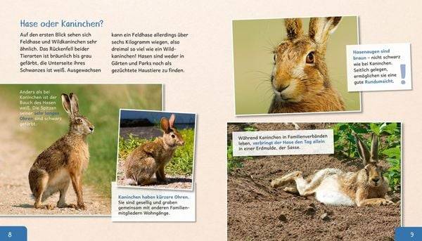 Meine große Tierbibliothek: Der Hase
