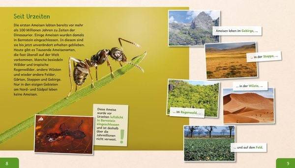 Meine große Tierbibliothek: Die Ameise