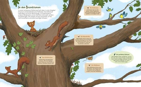 Matti und das Leben im Wald - Ein Marder zeigt dir sein Zuhause