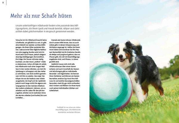 Spiele und Action für ausgeglichene Hütehunde