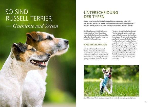 Parson und Jack Russell Terrier