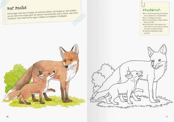 Ravensburger Mein großes Natur-Malbuch - heimische Waldtiere, Meerestiere, Vögel und Pflanzen zum Ausmalen und spannenden Fakten
