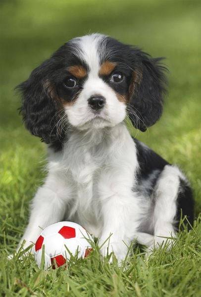 Schmidt Spiele - Meine liebsten Haustierbabys, 3 x 48 Teile