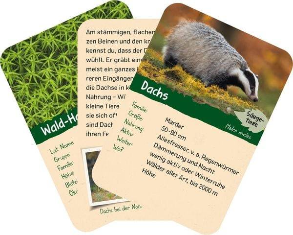 Naturforscher-Kids – Wald