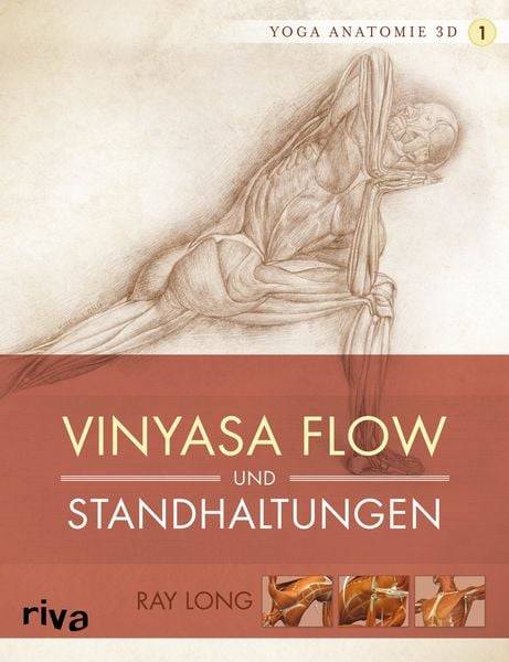 Yoga-Anatomie 3D