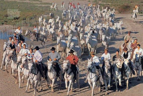 Das Wohnmobil Reisebuch Frankreich