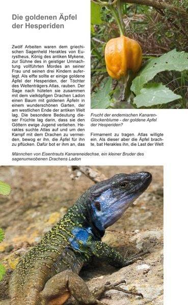 Teneriffa Blaue Finken - Blütenpracht