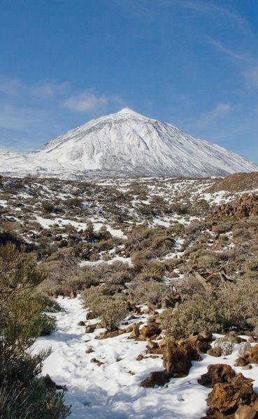 Teneriffa Blaue Finken - Blütenpracht