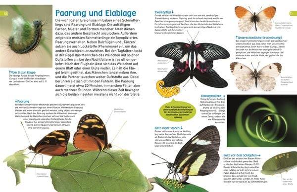 Memo Wissen entdecken. Schmetterlinge