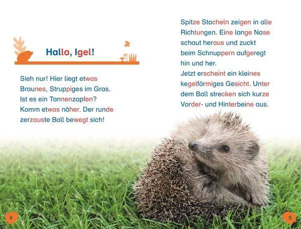 Superleser! Hallo, Igel!