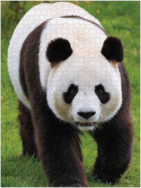 Ambassador - Pandas, 1000 Teile