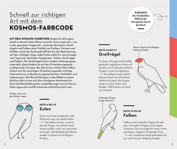 Basic Greifvögel und Eulen