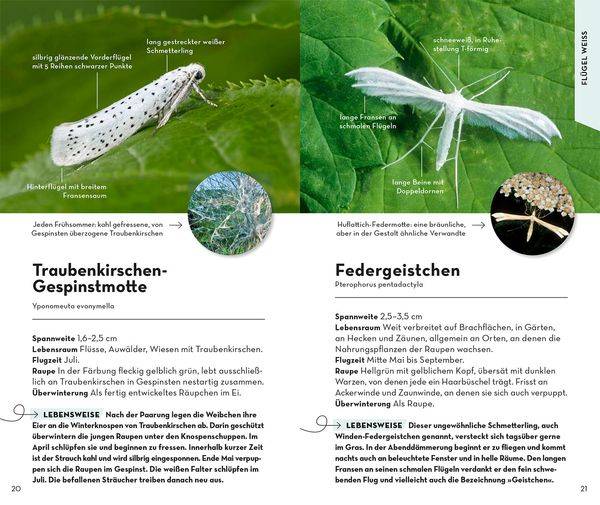 Basic Schmetterlinge