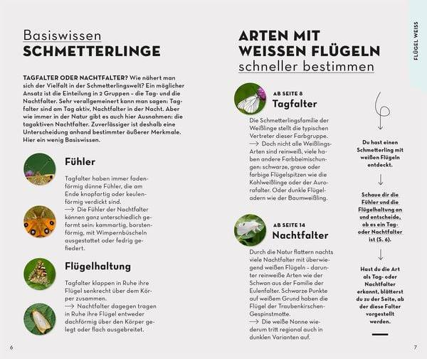 Basic Schmetterlinge