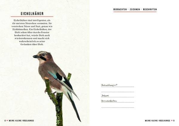 Meine kleine Vogelkunde