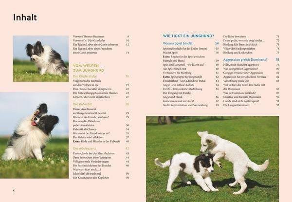 Wenn der Welpe zum halbstarken Hund wird