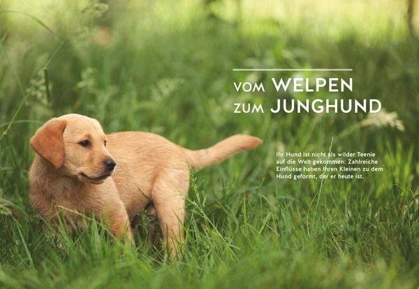Wenn der Welpe zum halbstarken Hund wird