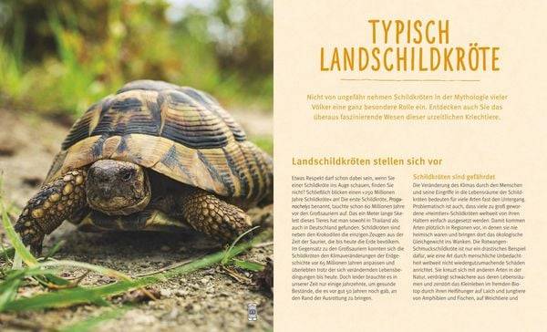 Landschildkröten