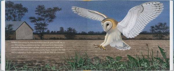 Ein Jahr mit den Eulen