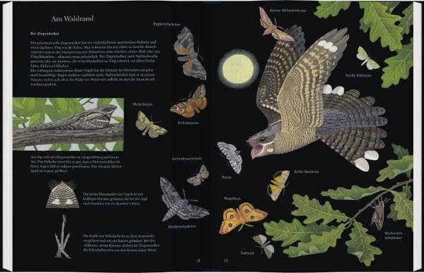 Eule, Fuchs und Fledermaus