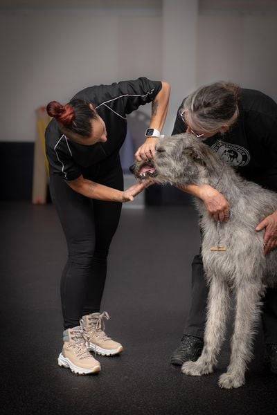 Hunde richtig ausstellen