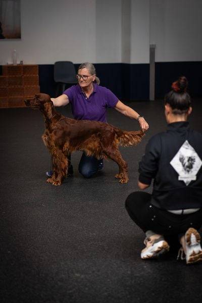 Hunde richtig ausstellen