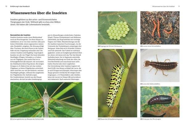 Das große BLV Handbuch Insekten