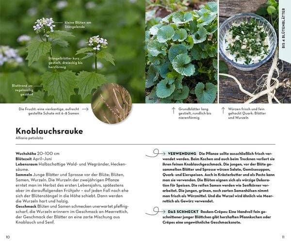 BASIC Früchte und Wildkräuter