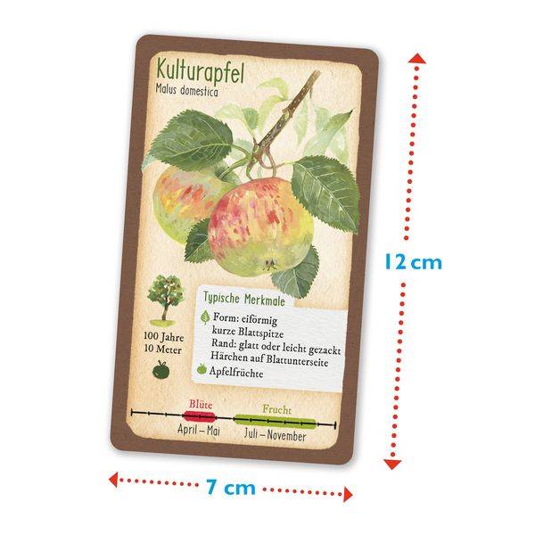 Tour durch die Natur - 50 unserer heimischen Bäume