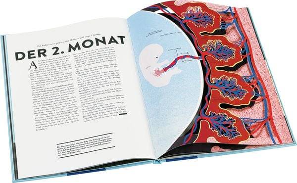 Ein neues Leben entsteht