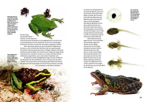 Entdecke die Amphibien