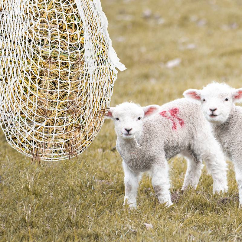 Heunetz 160x90cm Heusack Netz Heutasche, Engmaschig 3x3 cm, Fütterung verbesserte Verdauung Heusack für Pferde Ziegen, Futternetz Füllmenge ca. 9Kg