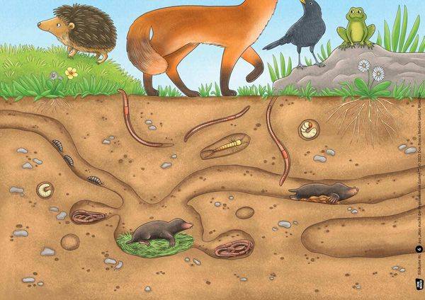 Was macht der Regenwurm im Garten? Kamishibai Bildkartenset