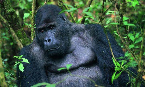Im Bann der wilden Tiere