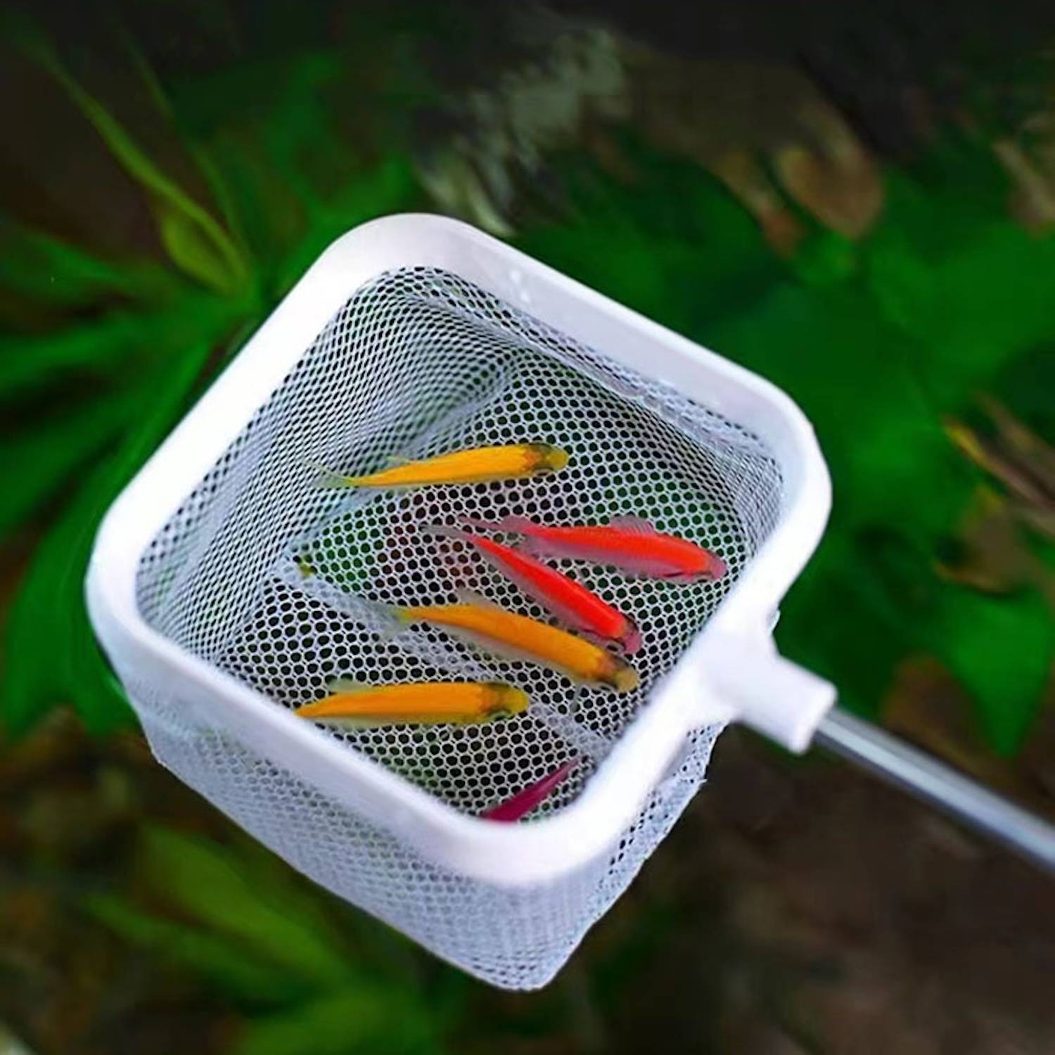 3D Fischernetz für Aquarium Edelstahl ausziehbar für Fische Weiß