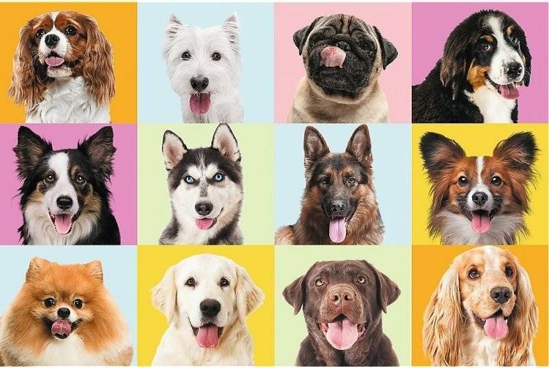 TREFL Niedliche Hunde Puzzle 60 Teile