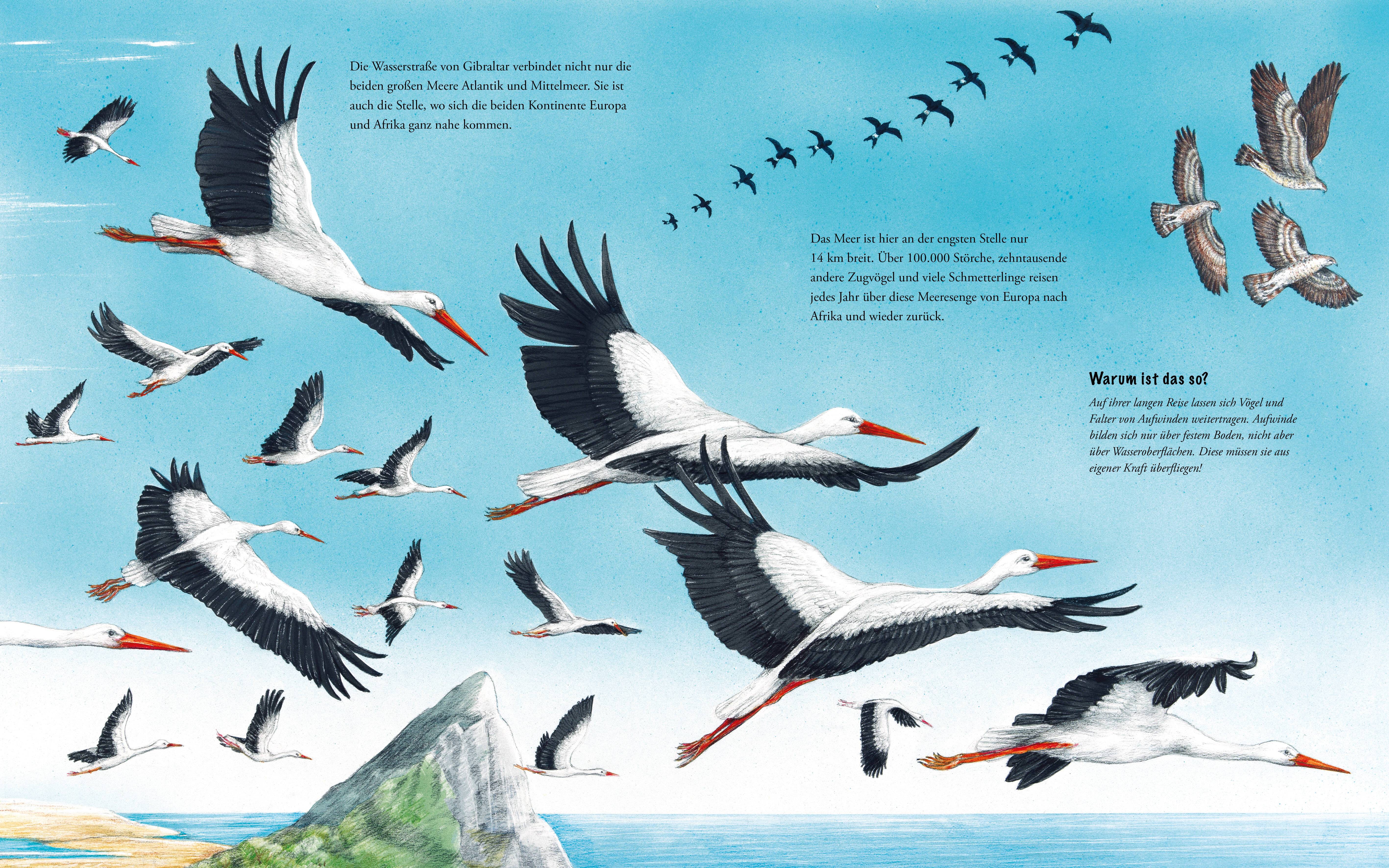 Die großen Tierreisen - Unterwegs mit dem kleinen Storch: für alle Entdeckerinnen und Entdecker: besondere Tiere, weite Reisen und spannende Karten
