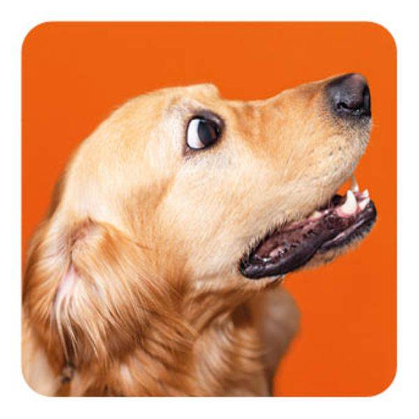 Memo-Spiel: Funny dogs!