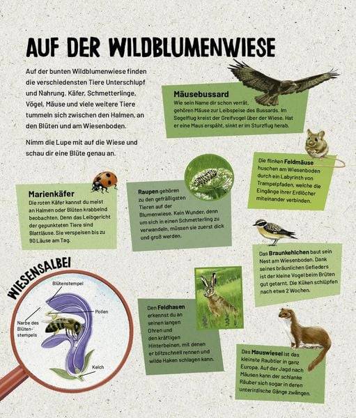 Mein Lupenbuch Tiere und Pflanzen